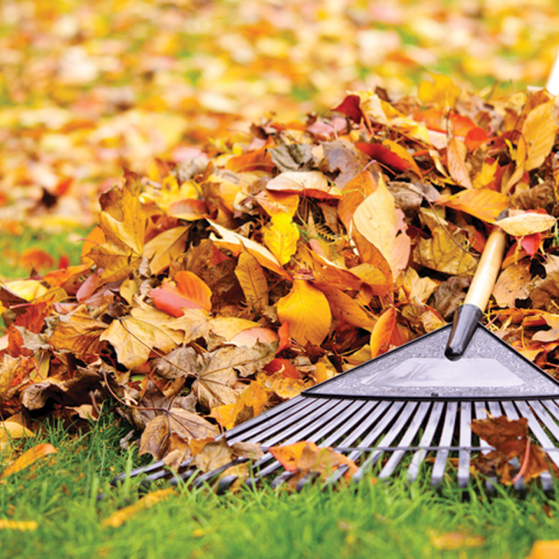Fall Clean-Up Service